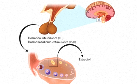 estradiol